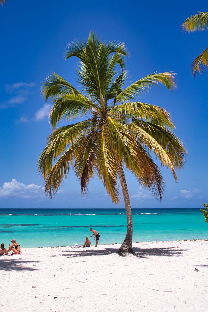 services-05 A stunning tropical beach with a single palm tree and turquoise waters, perfect for summer relaxation.