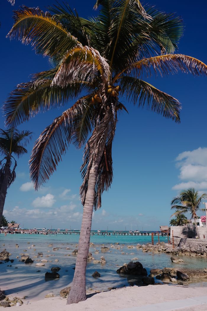 Scenic view of a tropical beach in Cancún, Mexico, featuring a lone palm tree and clear azure water.